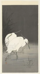 Zwei Silberreiher im Schilf