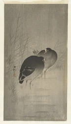 Teichhühner im Schilf