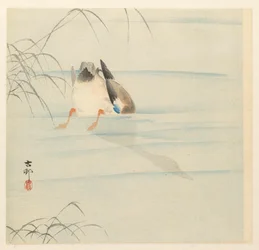 Wildente, den Kopf unter Wasser
