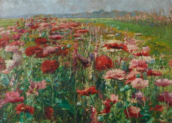 Blühende Mohnblumen