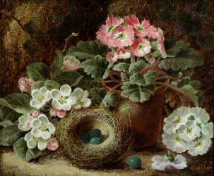 Blumen (Primeln) und Vogelnest