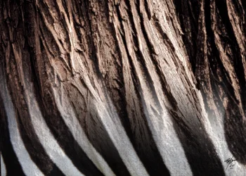 Zebra-Streifen-Textur