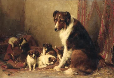 Ein Collie mit ihren Welpen