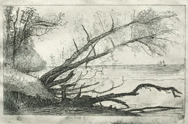 Alter Ahorn, 1877
