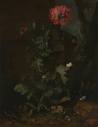 Stillleben mit Mohn, Insekten und Reptilien, ca. 1670