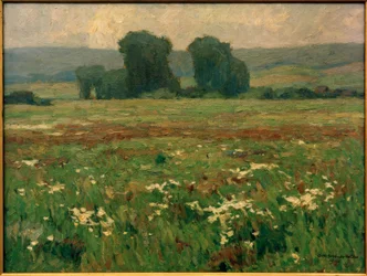 Pappeln in blühender Wiese