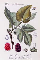 Blätter und Früchte der Schwarzen Maulbeere, Kunstwerk von Otto Wilhelm Thome aus Flora von Deutschland, Österreich und der Schweiz