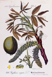 Blätter, Früchte und Blumen der Persischen Walnuss oder Englischen Walnuss (Juglans regia)