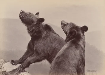 [Zwei Bären], 1889