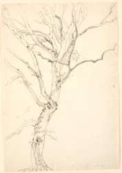 Abgefallenes Buchenblatt