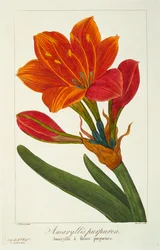 Amaryllis Purpurea, veröffentlicht 1836