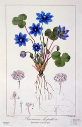 Hepatica nobilis