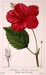 Hibiskus: H. rosa-sinensis