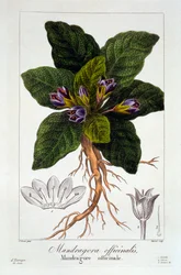 Alraune: Mandragora officinarum, 1836