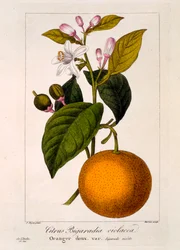 Süße Orange: Citrus sinensis var: Bigaradia violacea, veröffentlicht 1836