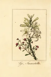 Lilie und rote Immortelle, Lilium candidum und Helichrysum sanguineum
