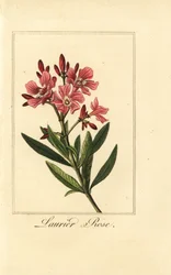 Oleander, Laurier-rose, Nerium oleander