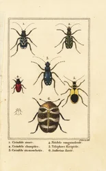 Sandlaufkäfer, Cicindela sinuata 1, Cicindela campestris 2, Cicindela sexguttata 3, Nitidula sanguinolenta 4, Teppichkäfer, Telephore flavipede 5, Anthrenus verbasci 6