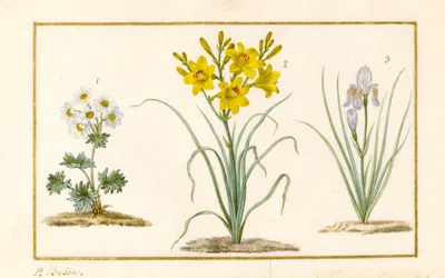 Anemone, Taglilie und Iris (Detail)