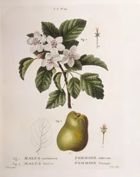Zierapfel (Malus coronaria), botanische Tafel von Pancrace Bessa
