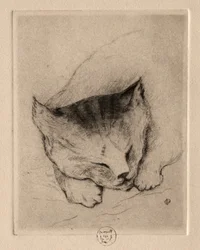 Sechs Radierungen: Kopf eines Kätzchens