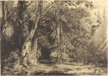 Überschwemmung im Wald der Île Séguin