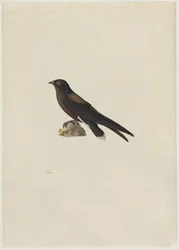 Stachelschwanzsegler (Hirundapus caudaculus)