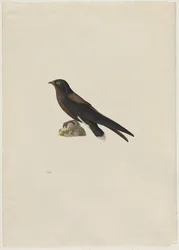 Stachelschwanzsegler, Hirundapus caudacutus, 19. Jahrhundert.