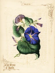 Prunkwinde Blumen und Laub