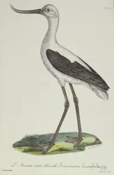 Weißkopf-Avocet, frühes 19. Jahrhundert (Farbstich)