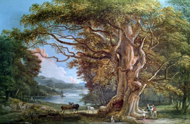 Eine alte Buche, 1794
