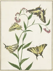 Vier Schmetterlinge auf Blumen