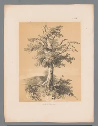 Baum (Pittoreske Ansichten von Paulus Lauters)
