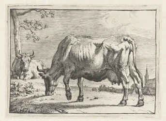 Weidende Kuh