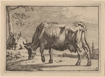 Weidende Kuh