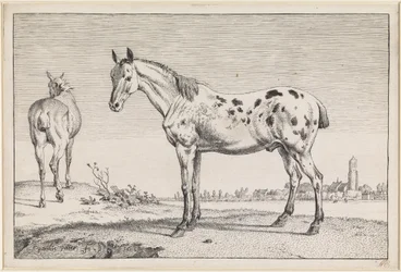 Das kupierte Pferd
