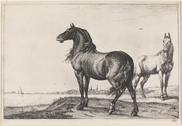 Wieherndes Pferd