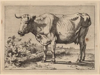 Stehende Kuh (Kuh mit zerknittertem Horn)