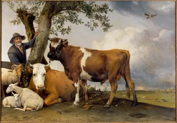 Der junge Stier. Ein Hirte und sein Vieh, Widder, Lamm, Kuh und Stier. (1625-1654) 1647. Maße: 2,36 x 3,39 m. Den Haag, Mauritshuis