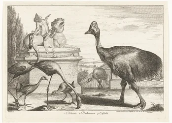 Kasuar, Purpurhuhn und Flamingos