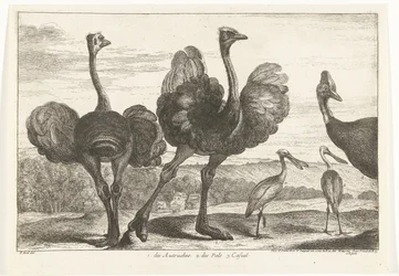 Strauße, Kasuar und Löffler