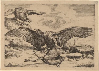 Adler