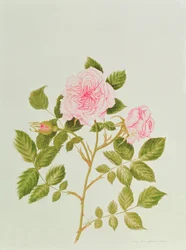Rosa var: Gertrude Jekyll
