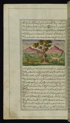 Ein Fuchs und eine Trommel aus Lichter von Canopus