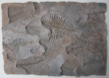 Lebenszeichen XIV