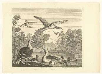 Mantelmöwen und Enten in einem Vogelteich Verschiedene Vögel (Serientitel)