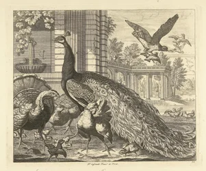 Pfau und Truthahn bei einer Gartenkolonnade (Verschiedene Vögel)