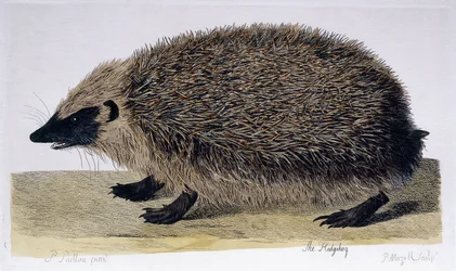 Der Igel, 1761-1766