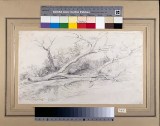 Ein umgestürzter Baum, der an einem Teich liegt, ca. 1630