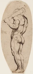 Herkules
